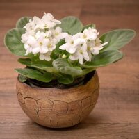 Übertopf "Pflanzkugel" Schnecke (13,50 cm)