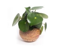 Übertopf "Pflanzkugel" Schnecke (13,50 cm)