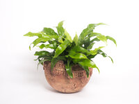 Übertopf "Oskartopf" freiaufgebaut